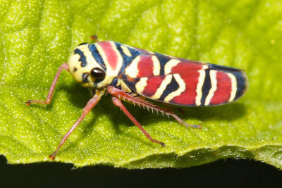 Honduras Cicadellidae (leafhoppers)