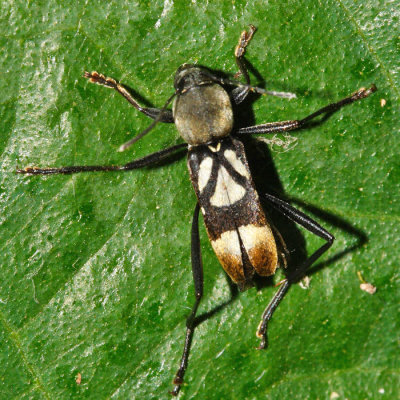 Honduras Cerambycidae (longhorned beetles)