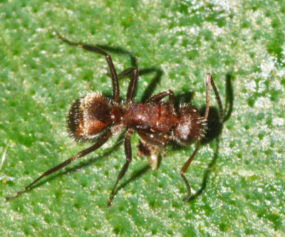 Camponotus sp.