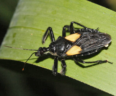 Apiomerus sp.