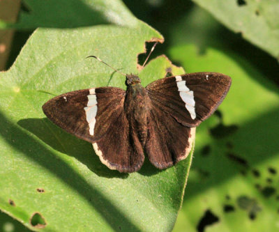 Two-spotted Banded Skipper - Autochton bipunctatus