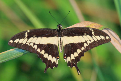 Thaos Swallowtail - Papilio thaos