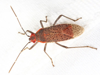 Rhopalidae - Jadera sp.