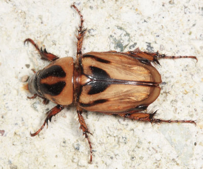 Cyclocephala sp.