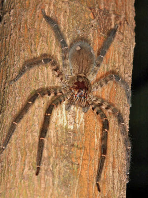 Ctenidae - Wandering Spider - Cupiennus salei