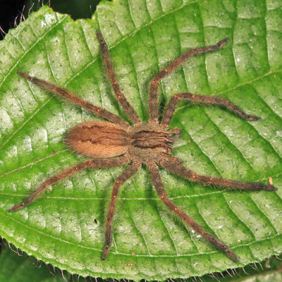 Ctenidae - Wandering Spider