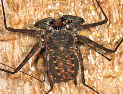 Tailless Whip Scorpion - Amblypygi - Phrynus operculatus