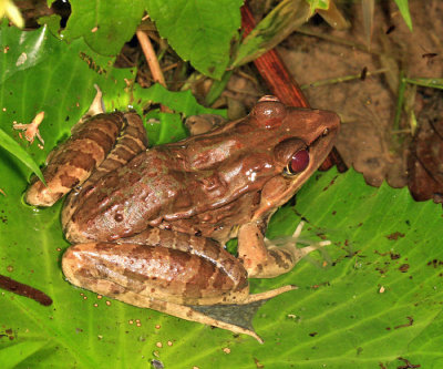 Browns' Leopard Frog - Lithobates brownorum