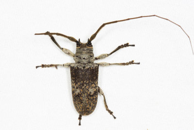 Lochmaeocles sp.