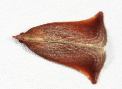 Zanclodes falculalis