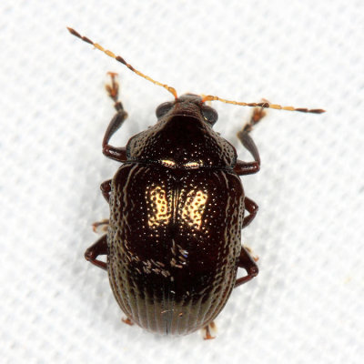 Eumolpinae - Rhabdopterus sp.