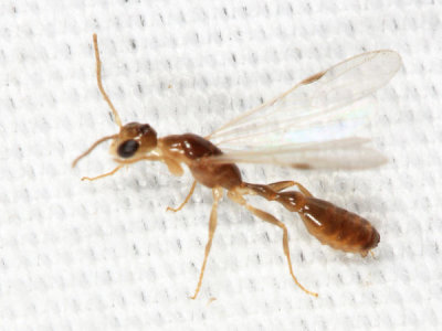Pseudomyrmex sp. (male)