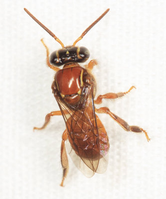  Stingless Bees - Tribe Meliponini - Plebeia sp.