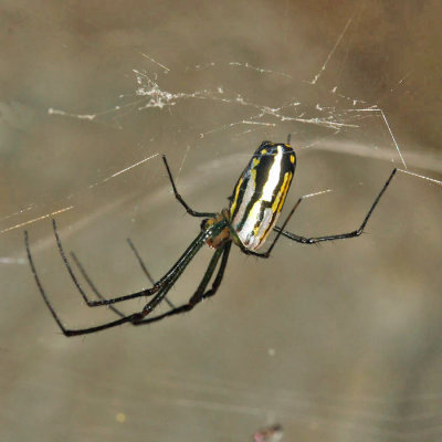 Leucauge argyra