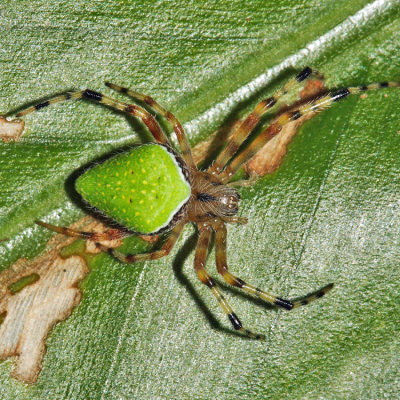 Eriophora nephiloides