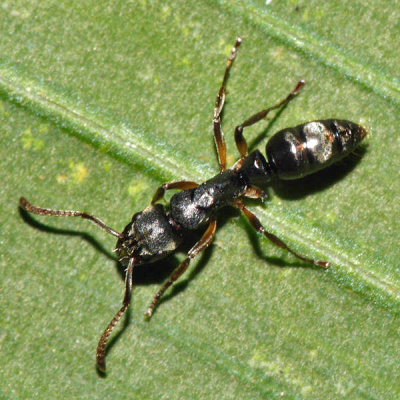 Neoponera carinulata