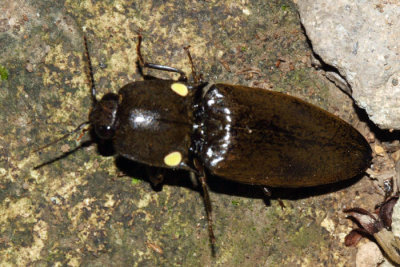 Glowing Click Beetle - Pyrophorini