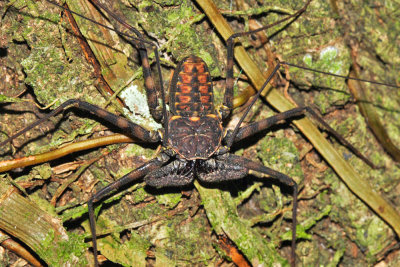 Tailless Whip Scorpion - Amblypygi - Phrynus parvulus