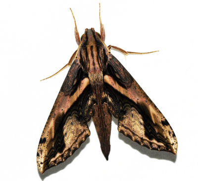 Xylophanes ceratomioides