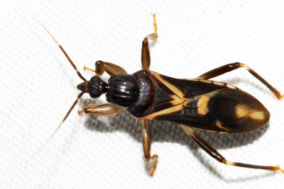 Rasahus sulcicollis