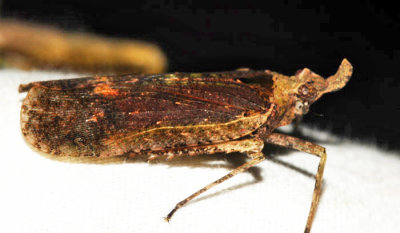 Villala sp.