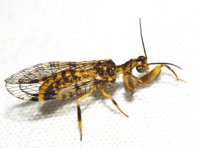 Mantidfly - Mantispidae - Trichoscelia sp.