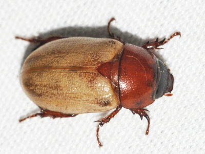 Cyclocephala melanocephala