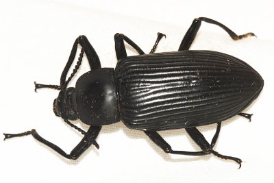 Tenebrionidae- Mylaris sp.