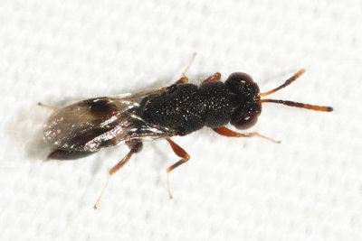 Eurytomidae - Bephratoides sp.