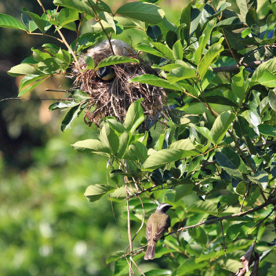 Social Flycatchers - Myiozetetes similis (at nest)
