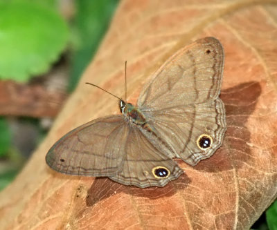 Plain Satyr - Cissia pompilia