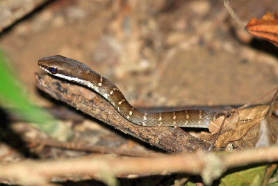 Dryad Snake - Mastigodryas melanolomus (immature)