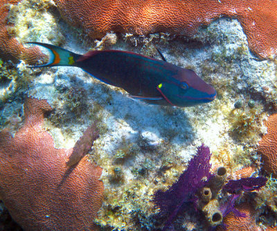 Stoplight Parrotfish - Sparisoma viride