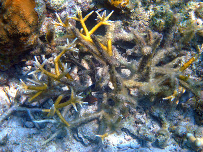 Staghorn Coral - Acropora cervicornis