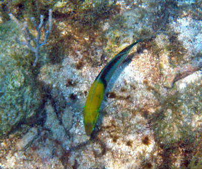 Yellowhead Wrasse - Halichoeres garnoti