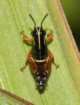 Aztec Spur-throated Grasshopper - Aidemona azteca 