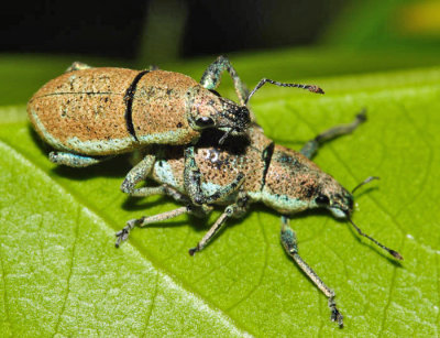 Honduras Curculionoidea (snout & bark beetles)