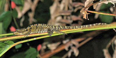 Striped Basilisk Lizard - Basiliscus vittatus (female)