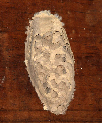 Trypoxylon sp. nest