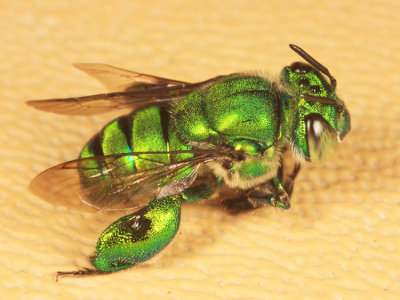 Euglossa sp. (male)