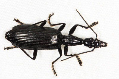 Honduras Carabidae (ground beetles)