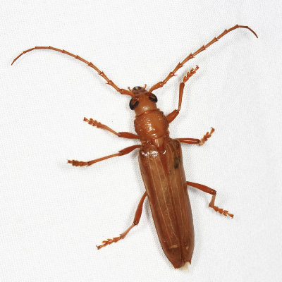 Atylostagma politum