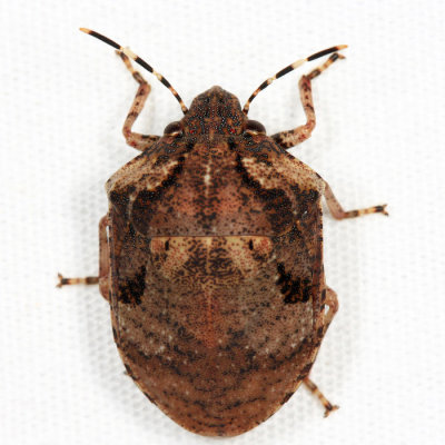 Scutelleridae