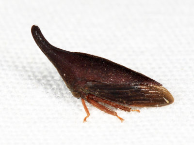 Guayaquila gracilicornis