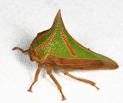 Honduras Membracidae (treehoppers)