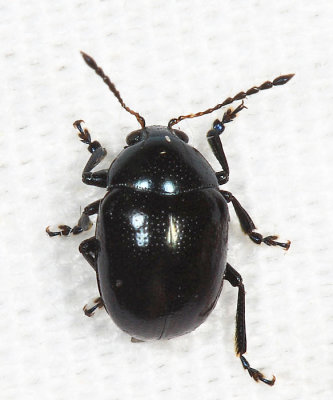 Eumolpinae