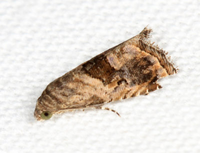 Harp-winged Tripudia - Tripudia quadrifera