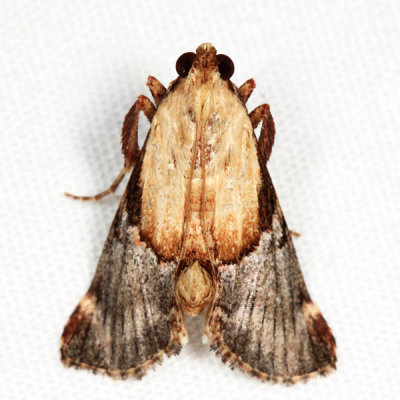 Elegant Cacozelia - Cacozelia elegans