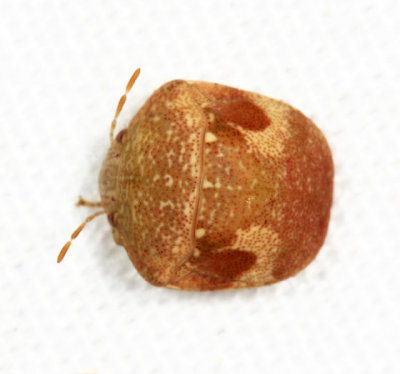 Scutelleridae - Symphylus cyphonoides