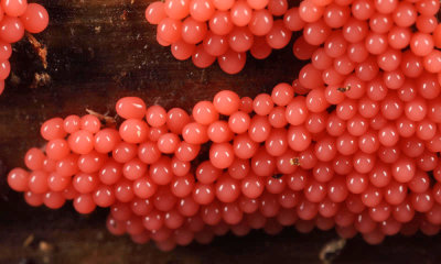 Salmon-Eggs - Trichia decipiens